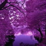 PurpleDeep