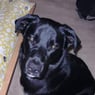josephin2005