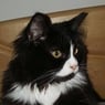 Coonie