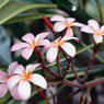 ellenrenate