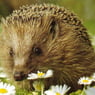 kleinemaus2909