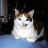 gattli