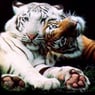 tiger1982