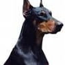 Dobermann88