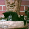 Katze2709