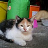 sahin04