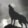 WolfsRain88