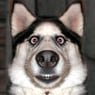 wolf136