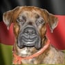 MadBruno