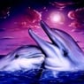 delphin11