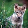 wolfsmaedel