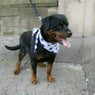 Rottiboss