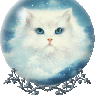 Whitecat67