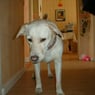 Shiva3390364