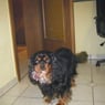 geraldino