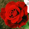 tharia