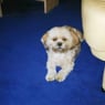 daisy48