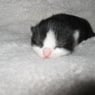 Minihase