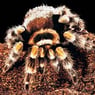 mwspinne
