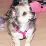 Tussie079