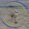 BarbelWieb