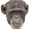 airborn64