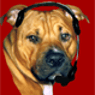 PitBullMG