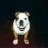 bulldogsally