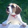 MrBeagle