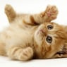 Katze3
