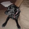 Hundi67