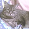 maus375