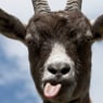 zockbock