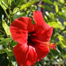 Hibiscus2007