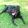 BlackBalu