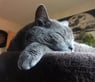 katze55