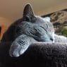 katze55