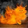 Katze33