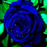 BlaueRosen