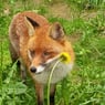 leuchtfuchs