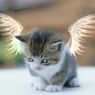MaikLeon