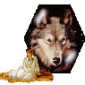 WolfRib