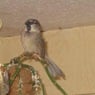 Elfenspatz