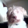 Snoopy0027