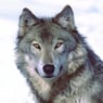wolf49