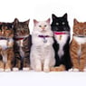 Snowcat34