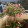 renate73580