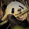 minzpanda