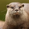 otter