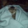 squirrel2006